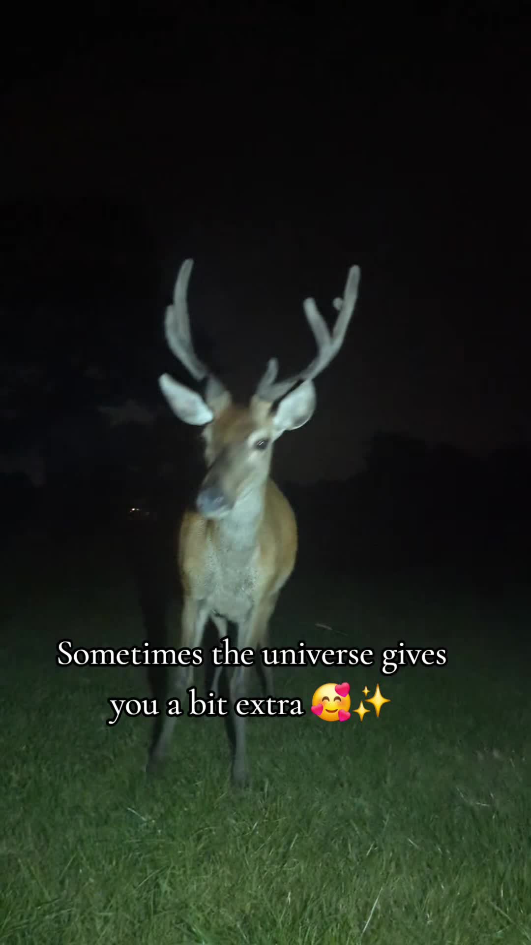 @monkeynutdealer