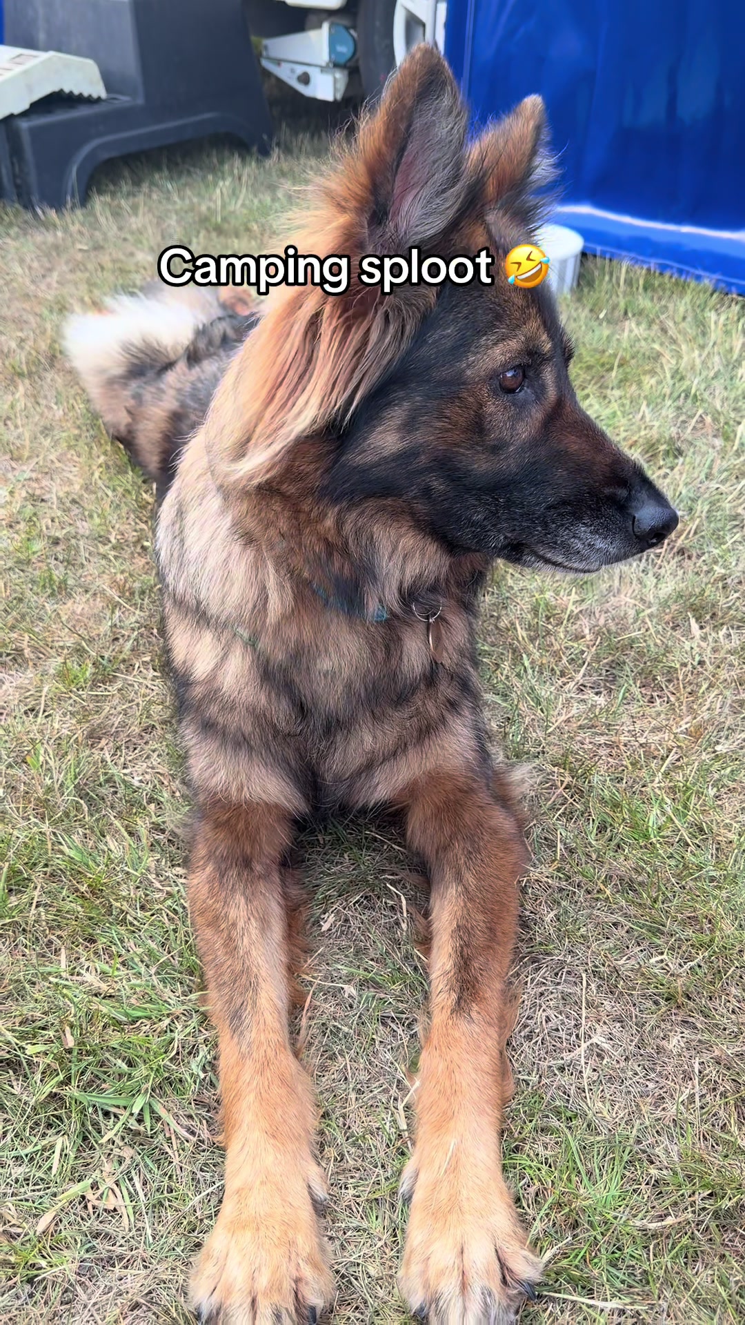 @TheGSDhubwithjennygould