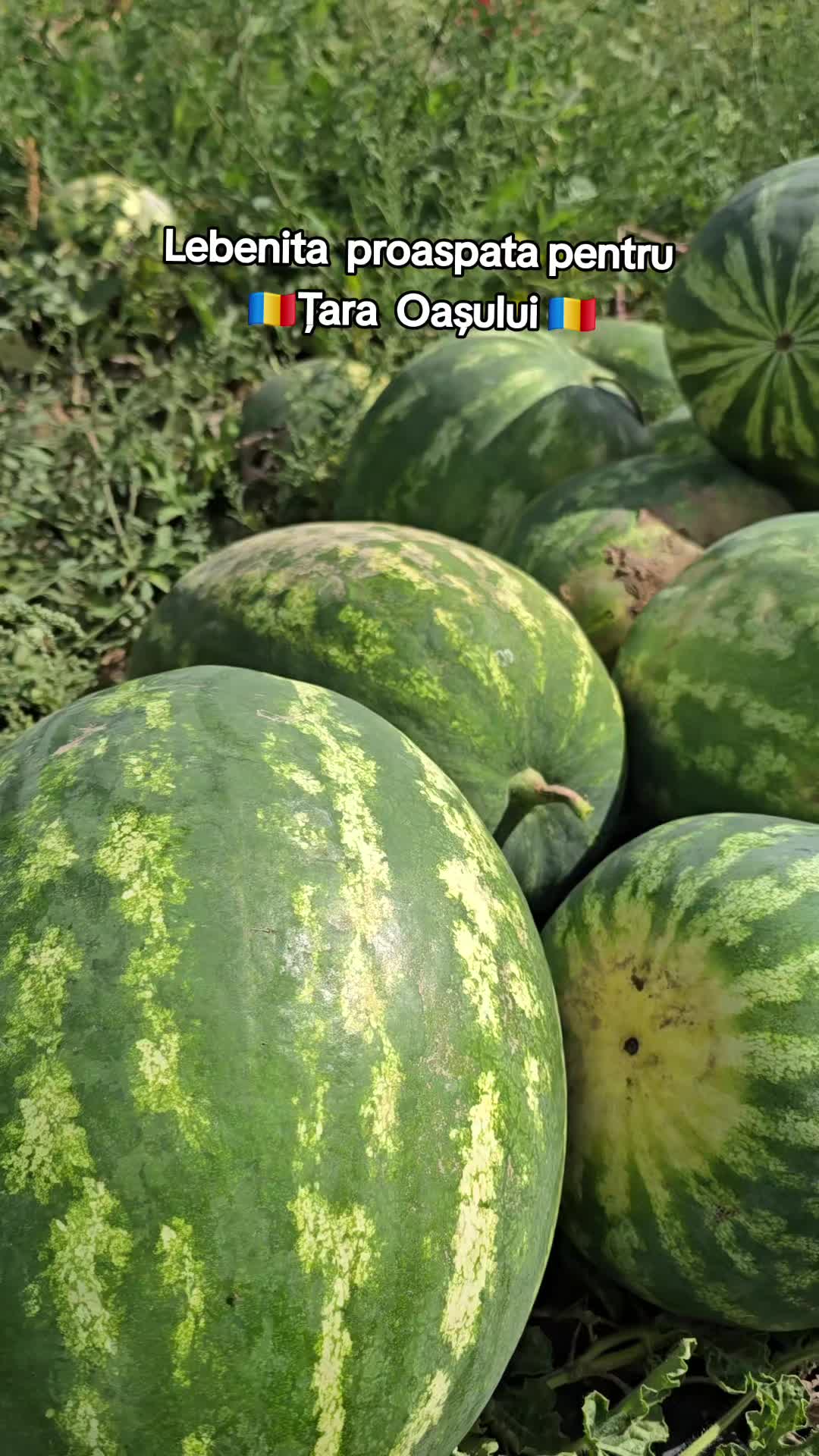 @Faze Farm