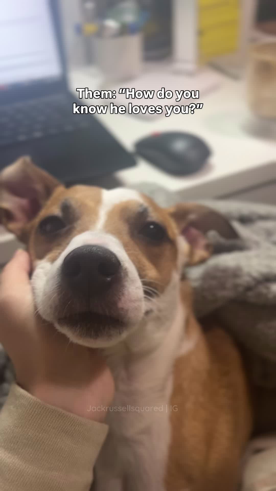 @jackrussellsquared