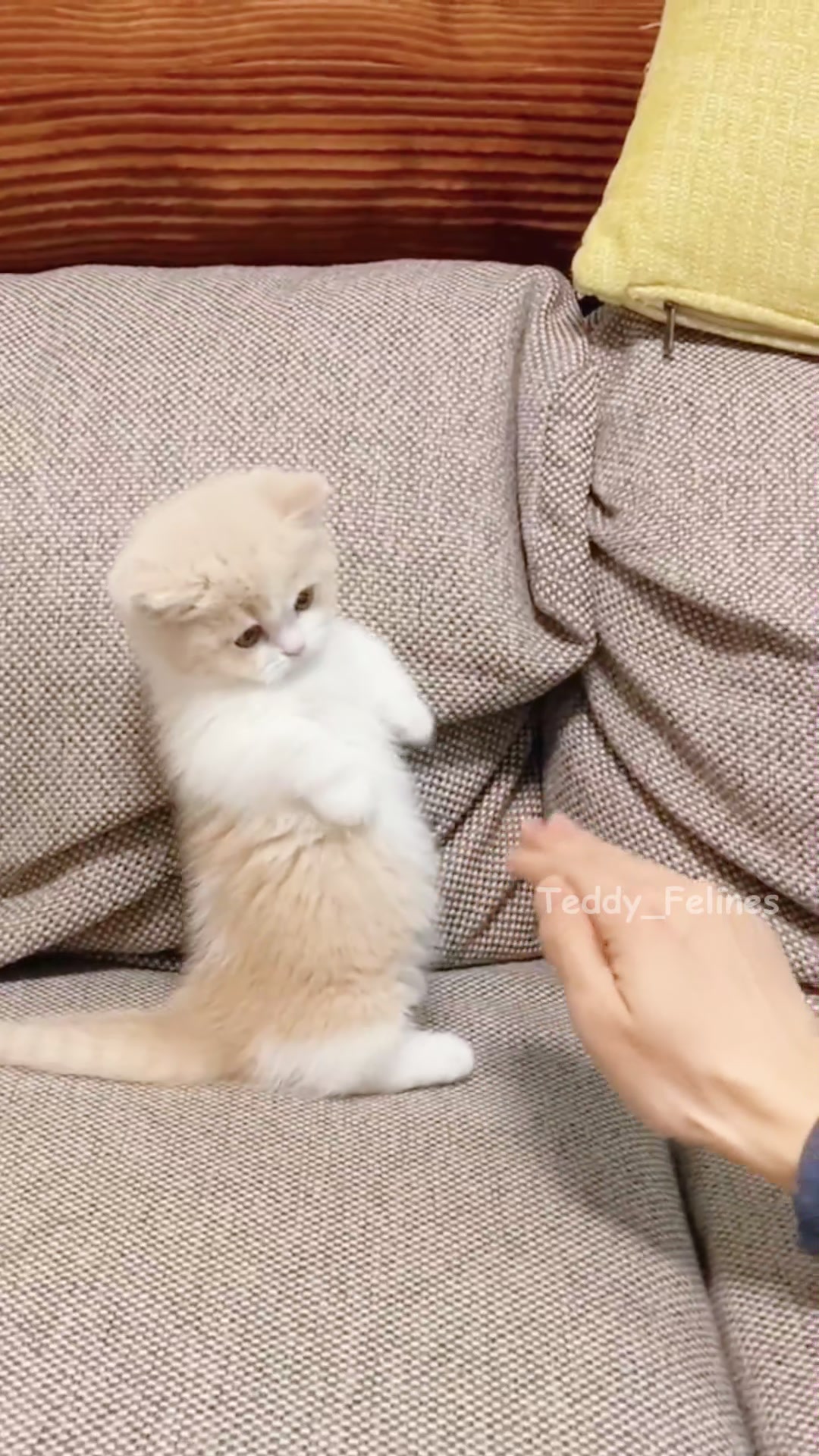 @Teddy_Felines 🧸🐾