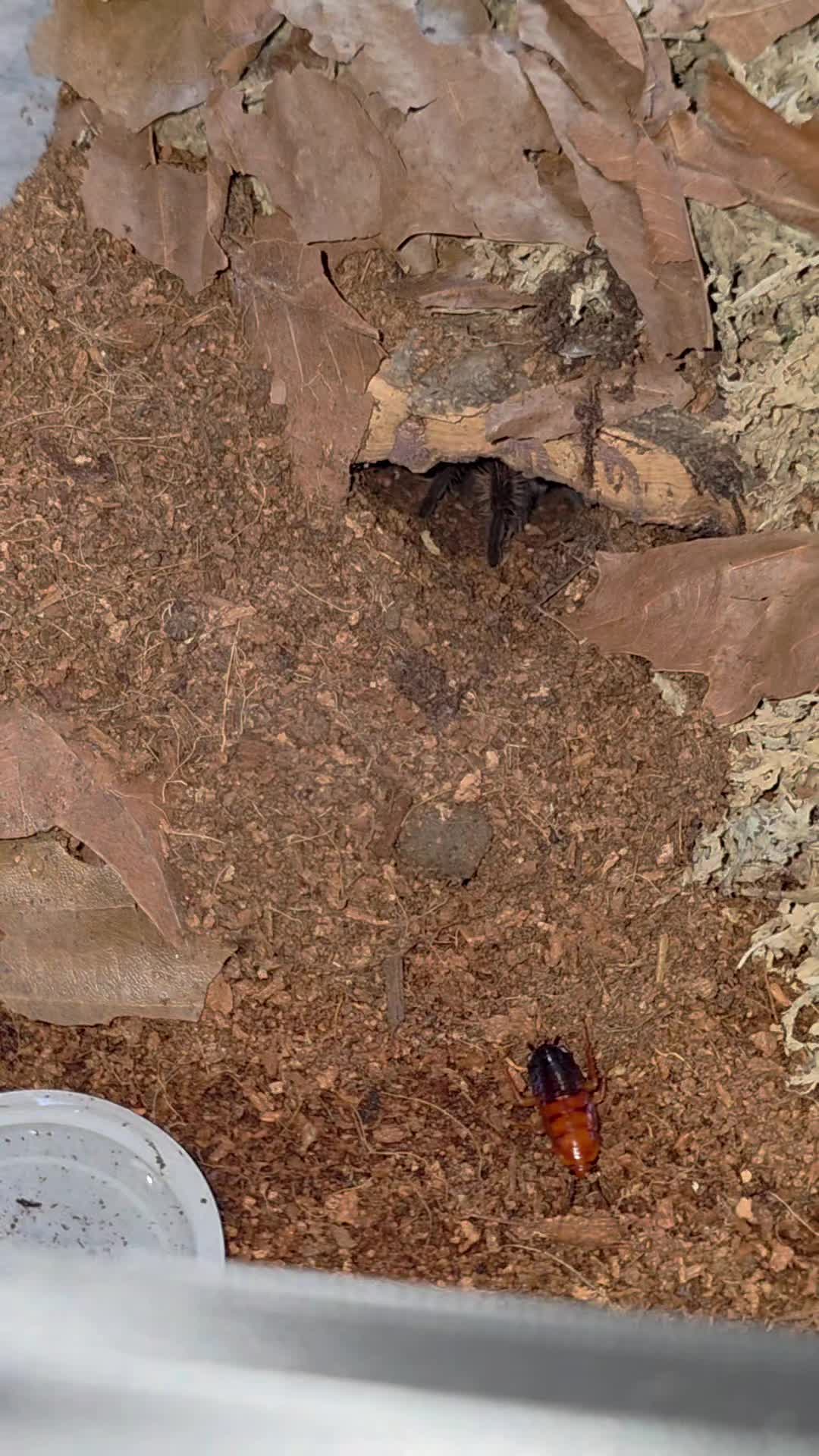 @selinas_spiders