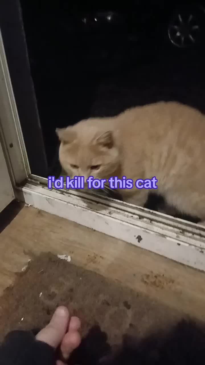 @✦