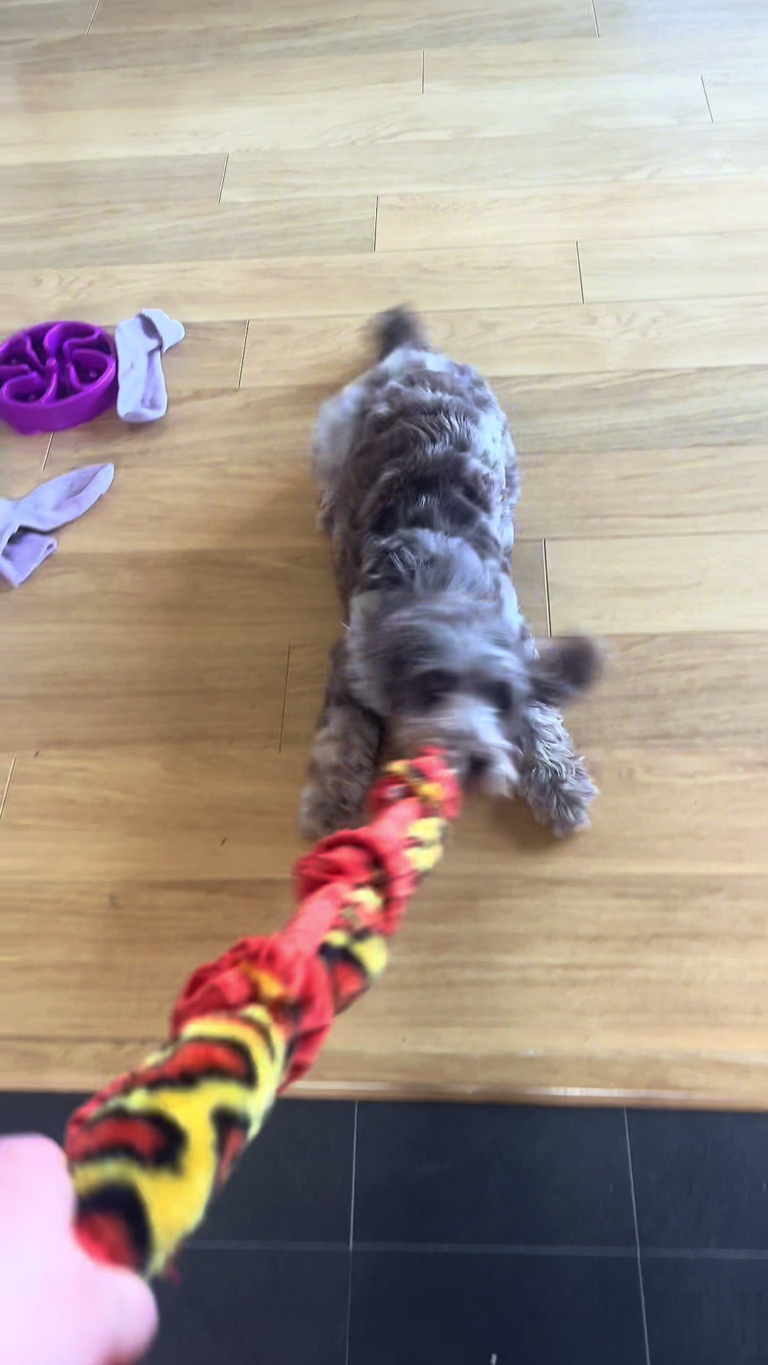 @pennythesprockerpoo