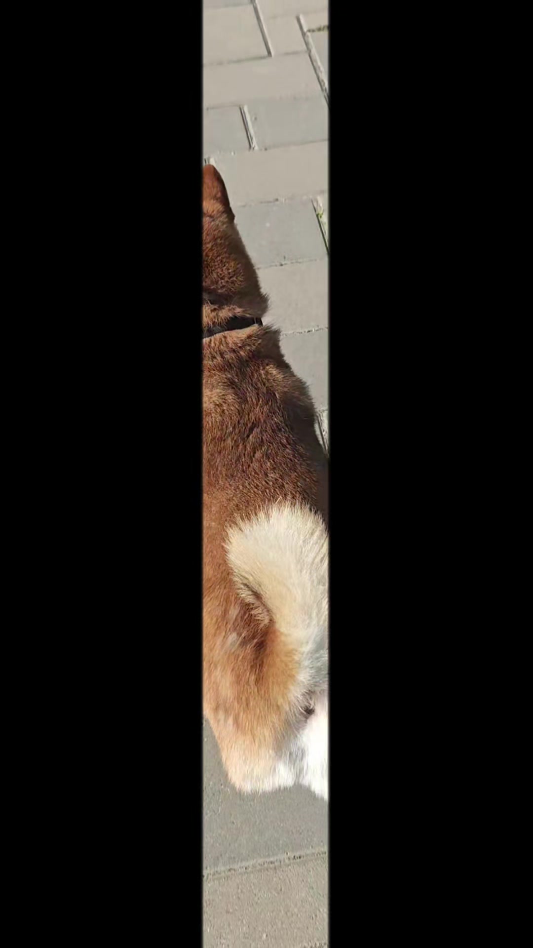 @Spirit of Asia Kennel