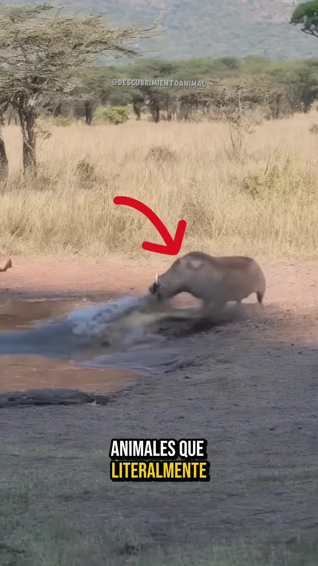 @Descubrimientoanimal