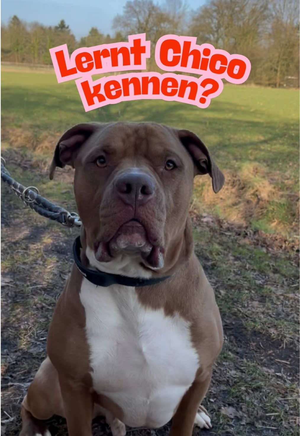 @TierheimKR