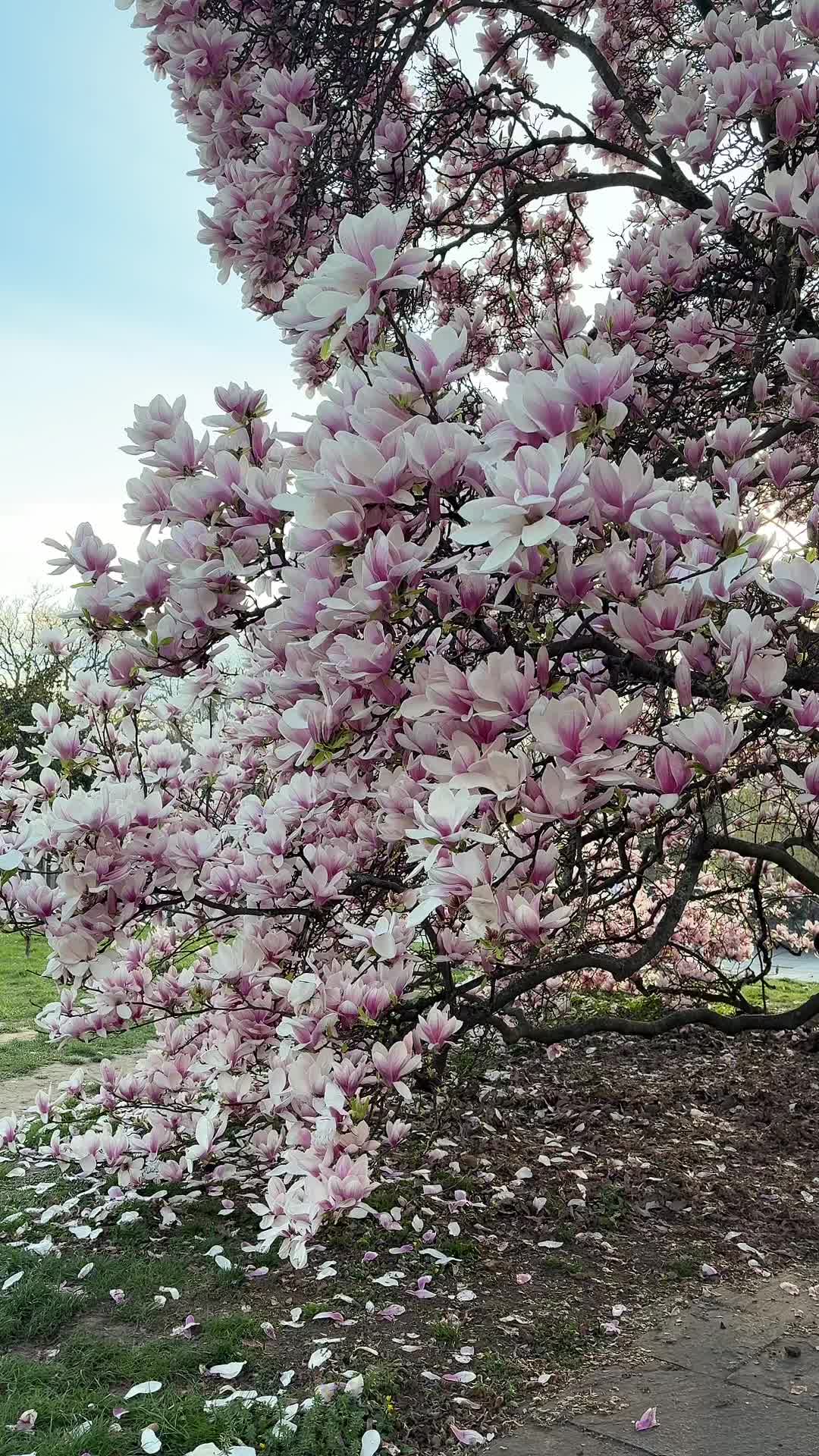 @ℝ𝕠𝕤𝕖𝕪 🌹