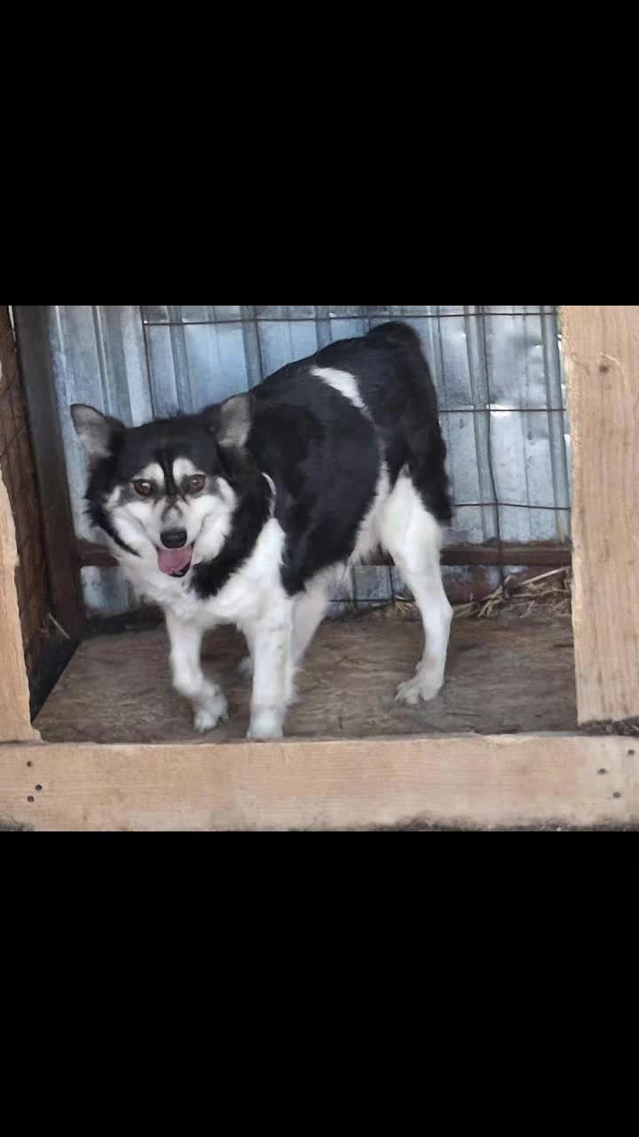 @rescuersalexandria