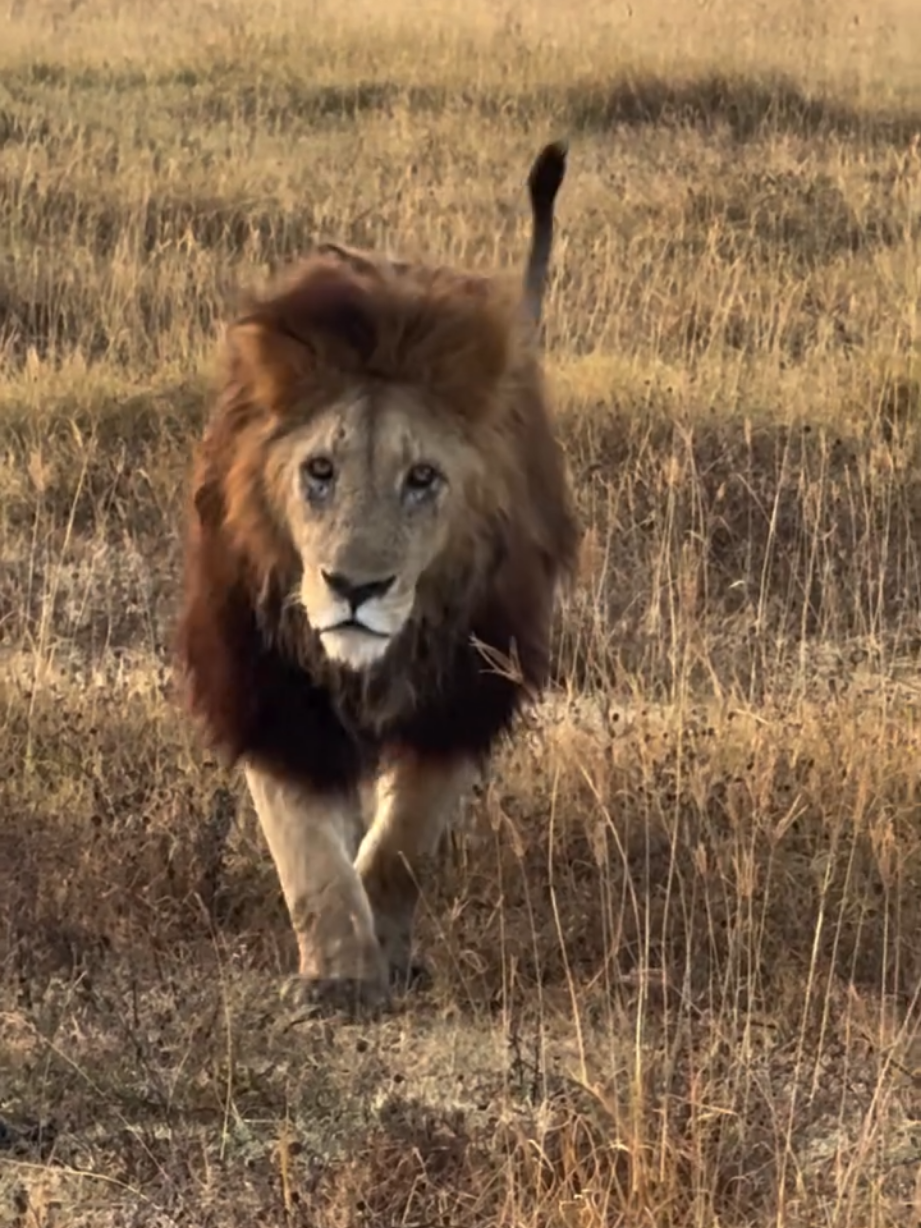 @Lion Sightings