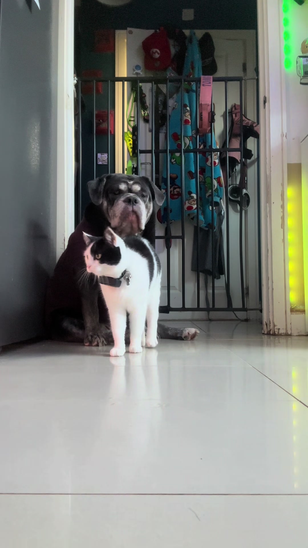 @Mkn_dogs