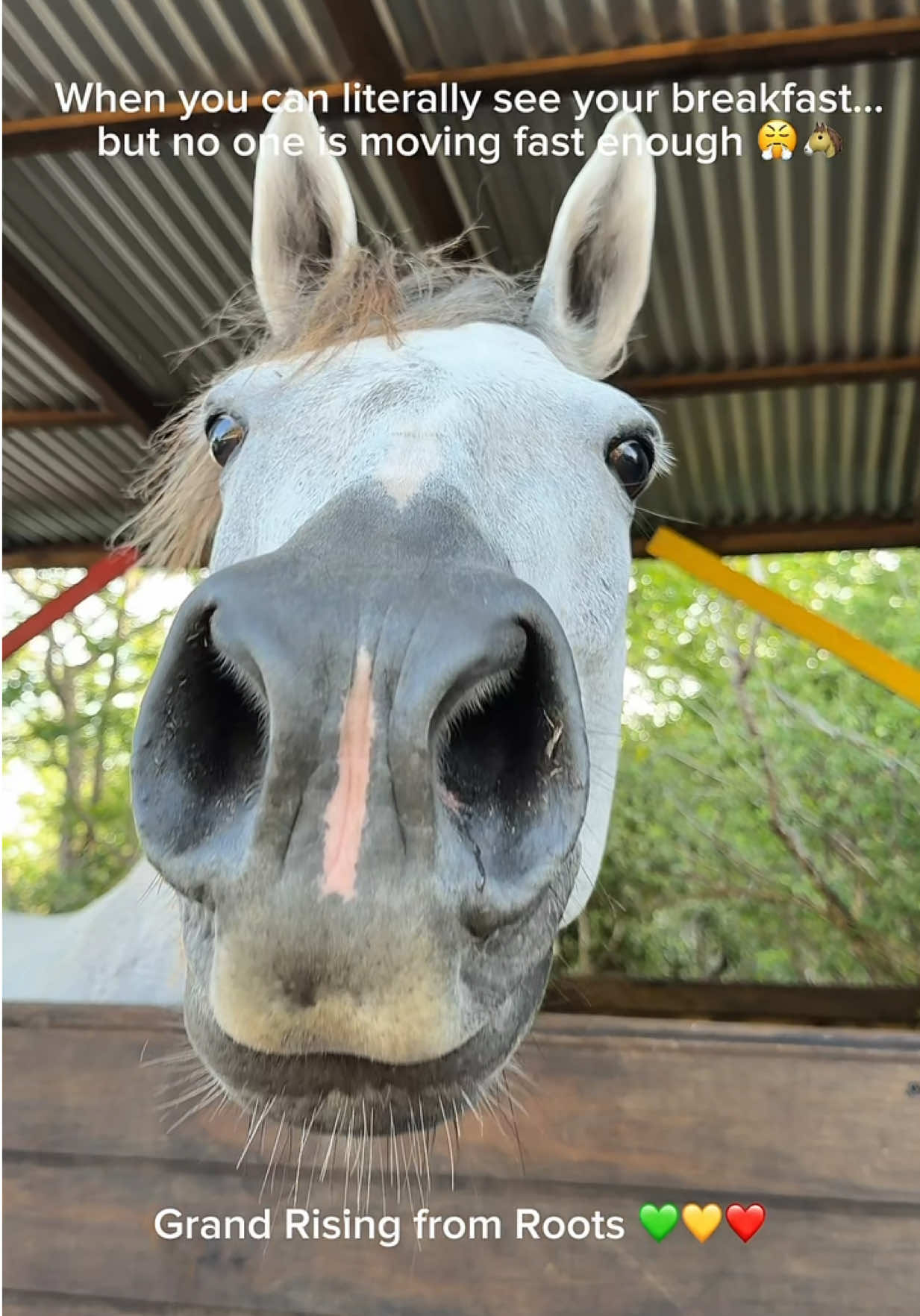 @roots_riding_stables