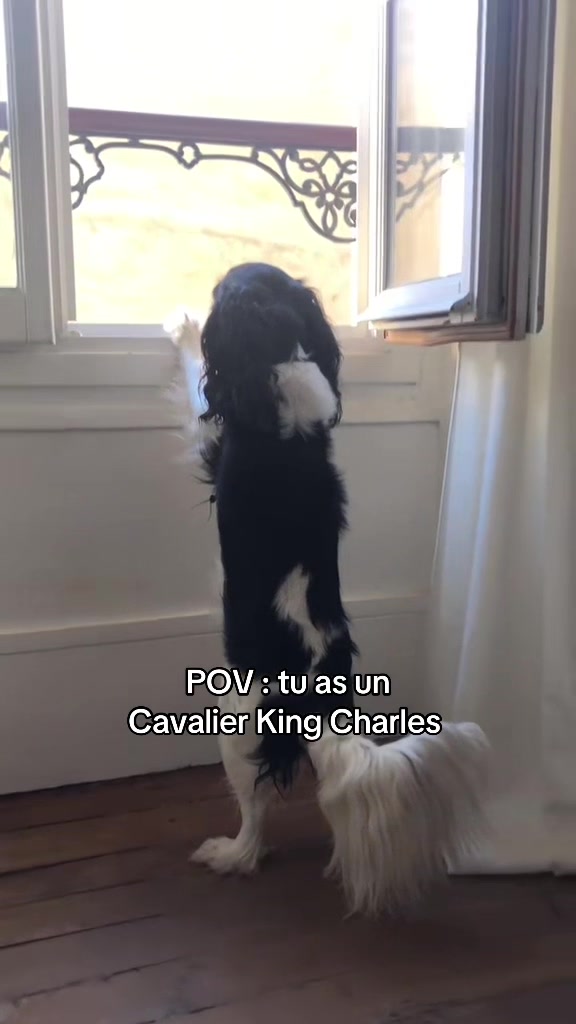 @Cavalier King Charles