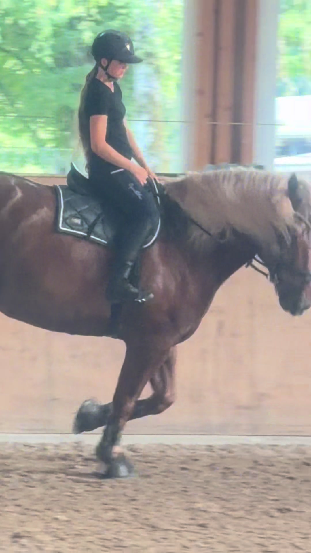 @_.coldblood.dressage_