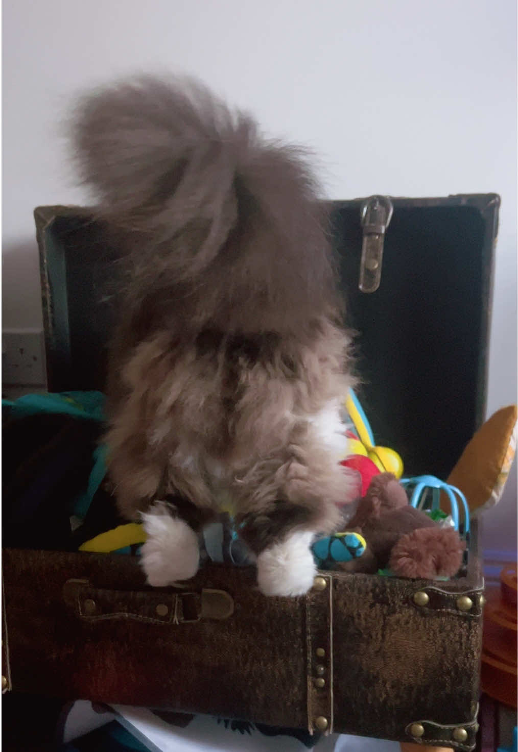 @Ted the ragdoll cat 🐾