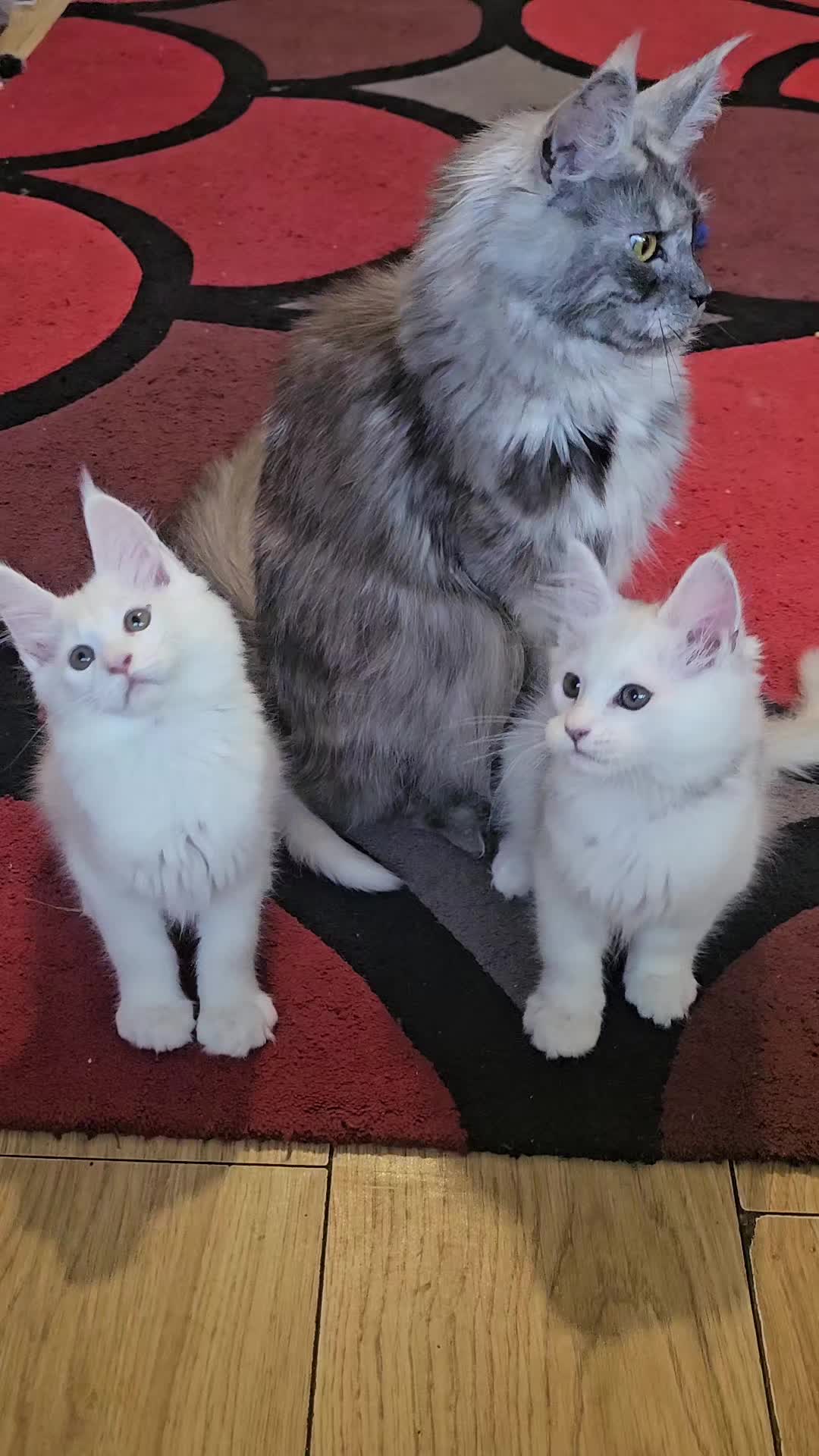 @KARIBRY Maine Coons uk