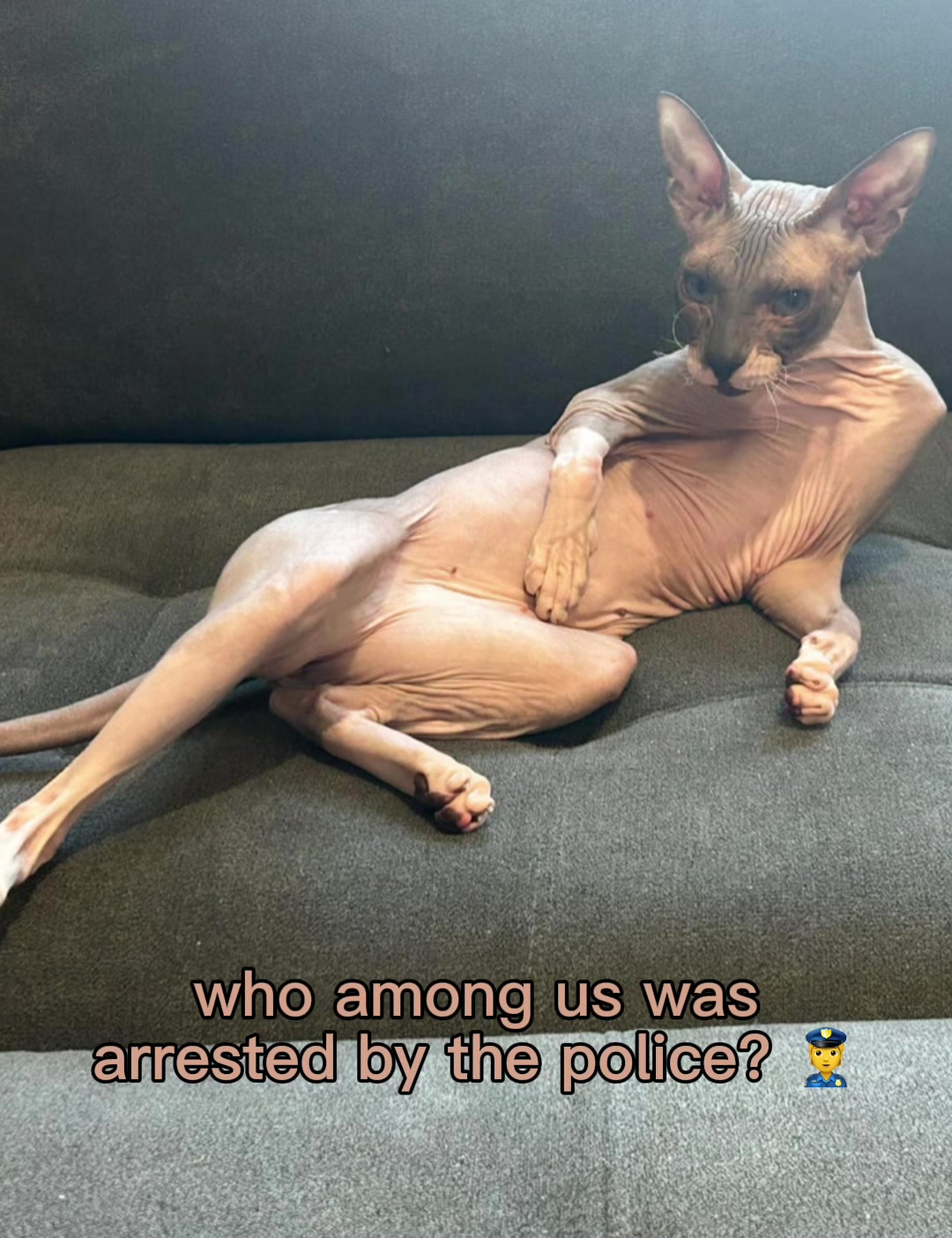 @Sphynxcat