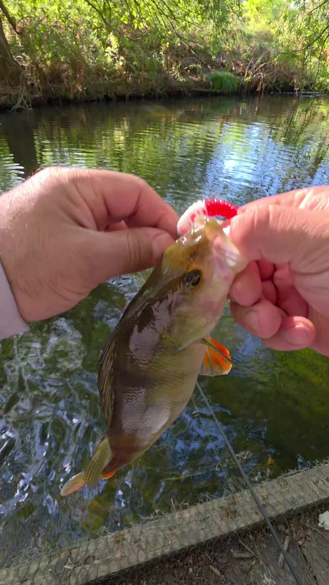 @BF Angler