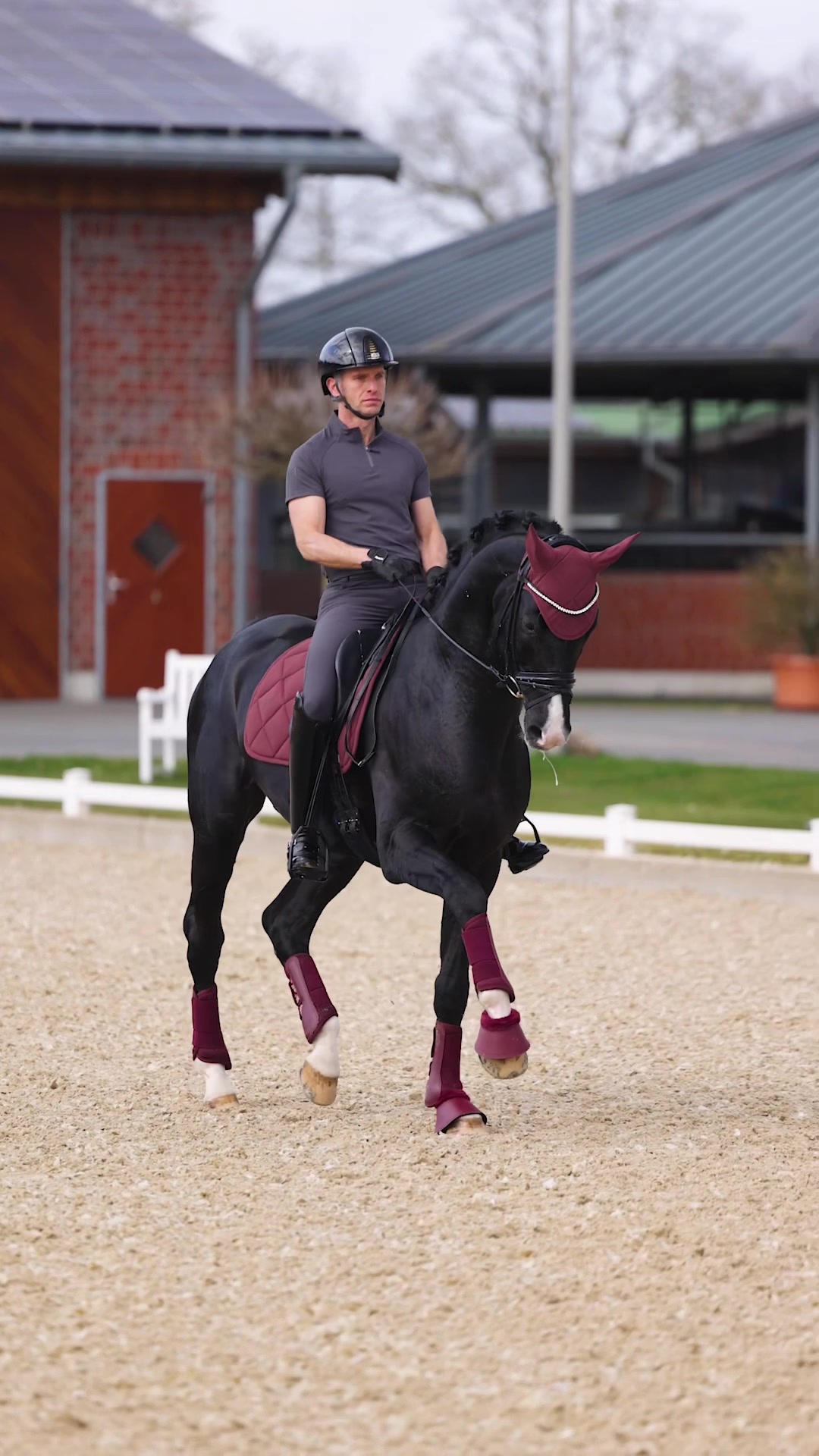 @Maximilian Equestrian