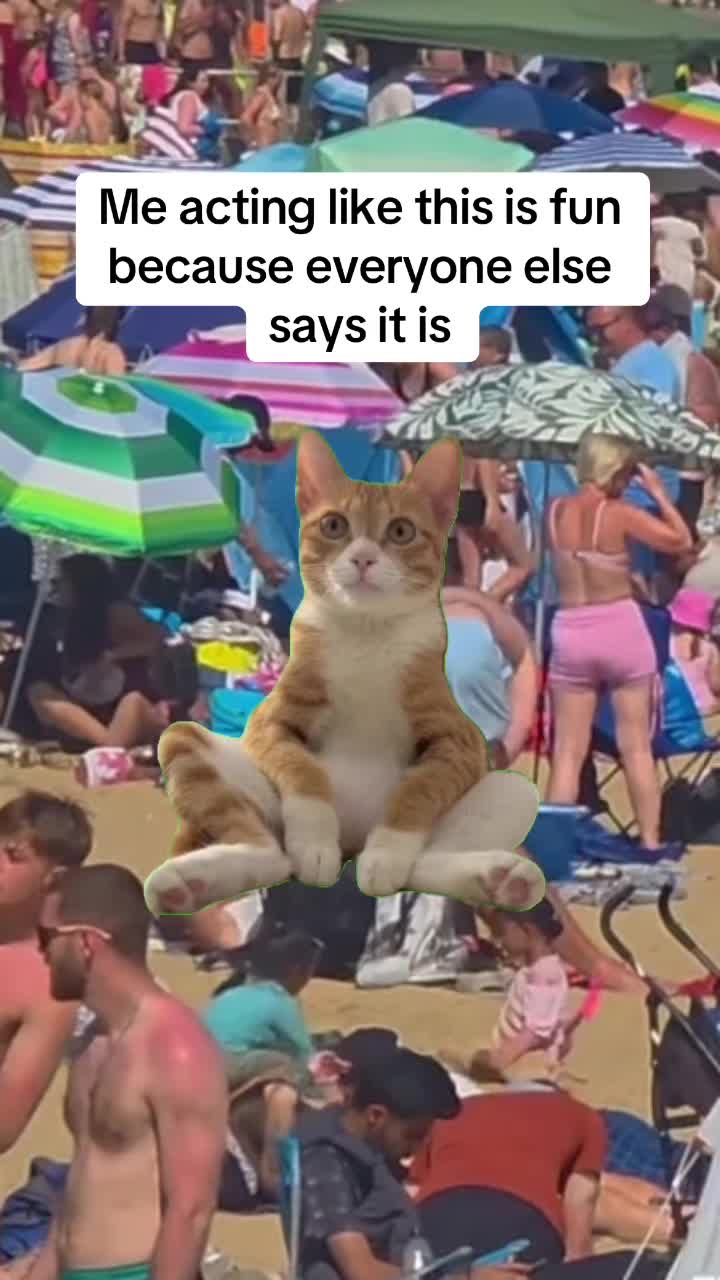@Meow Town