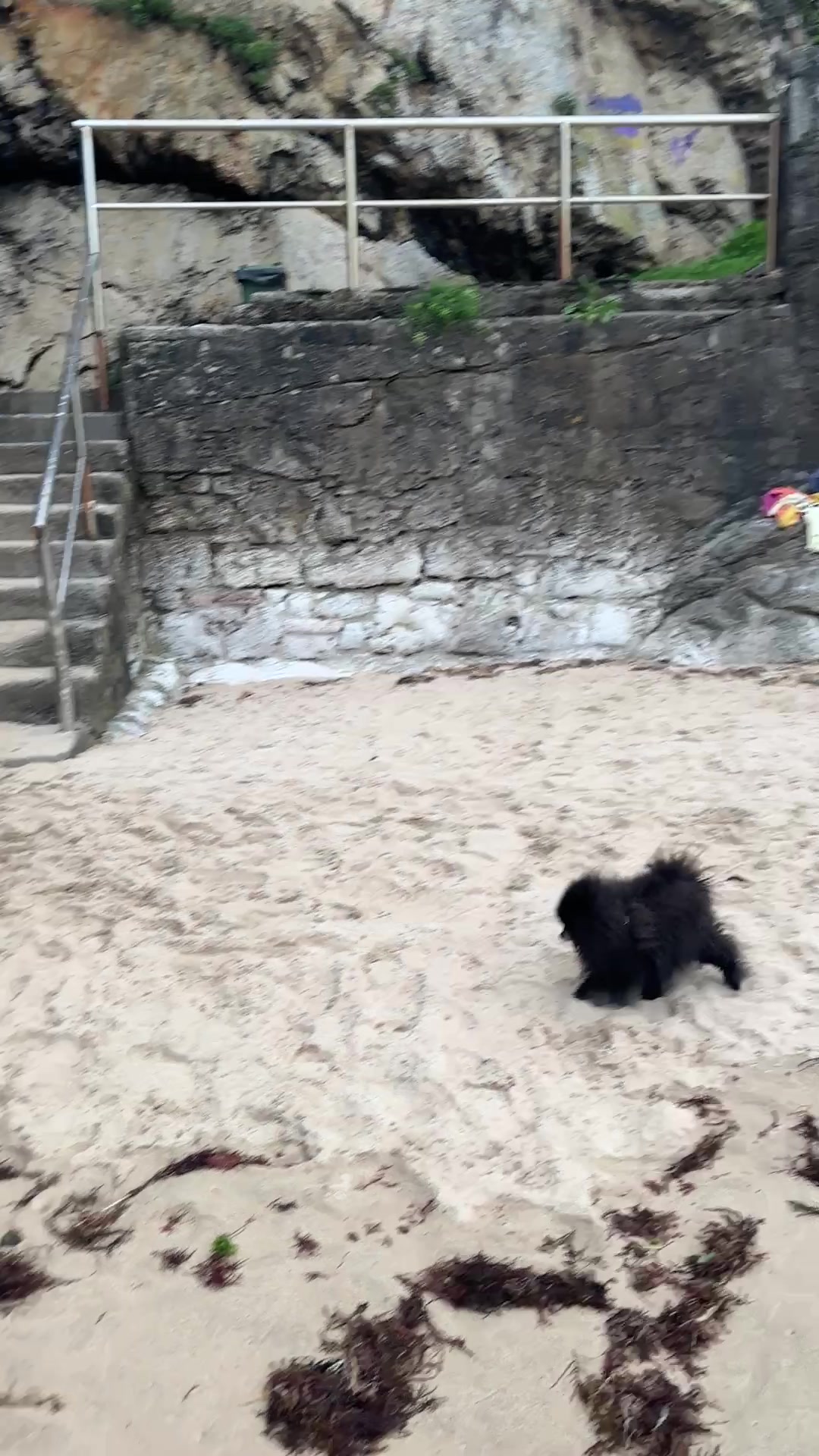 @pomeranian_iru_madrid
