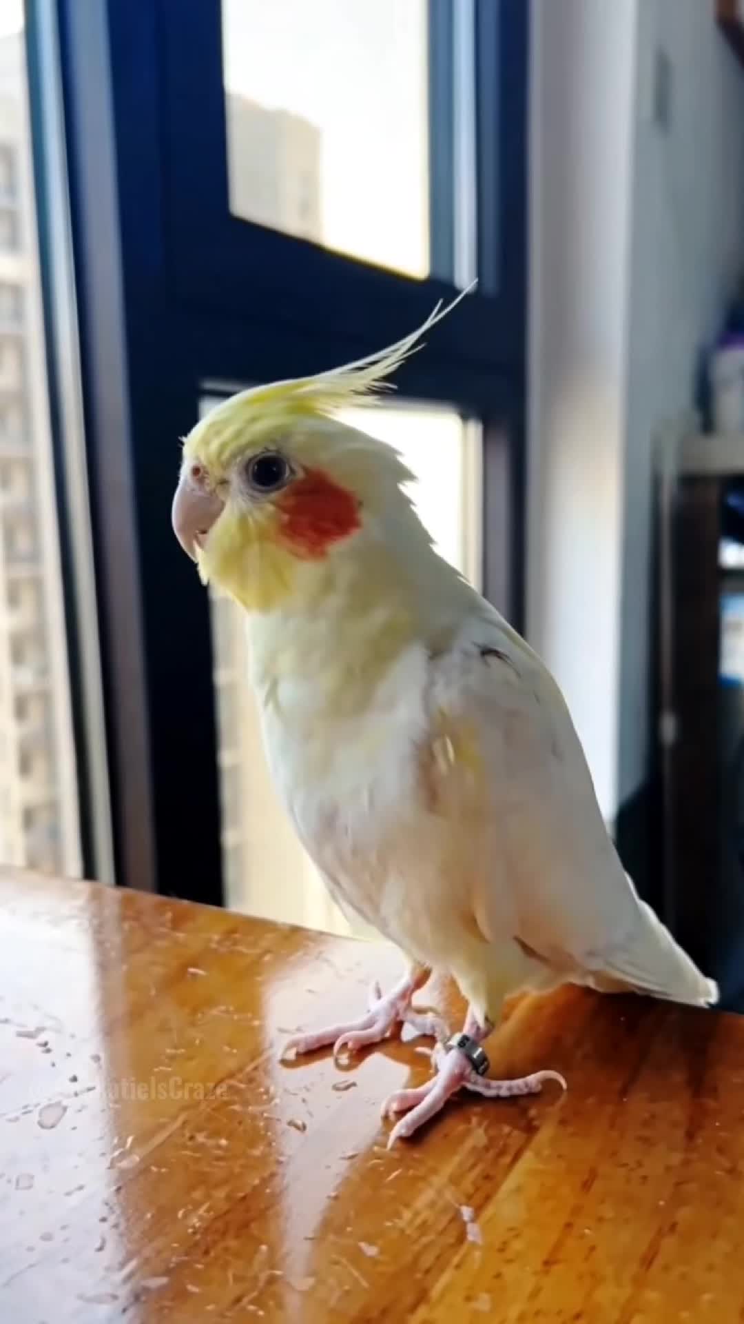 @Cockatiels Craze