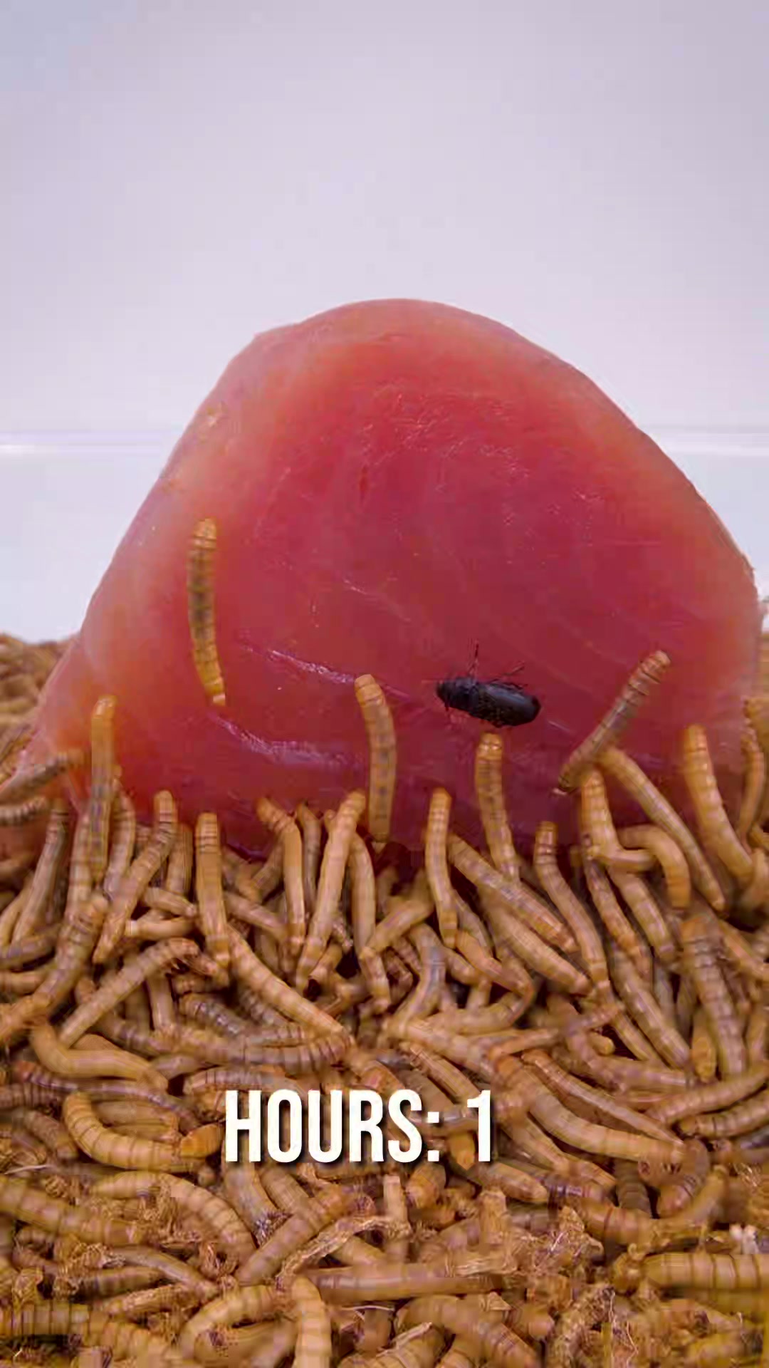 @wormlapse