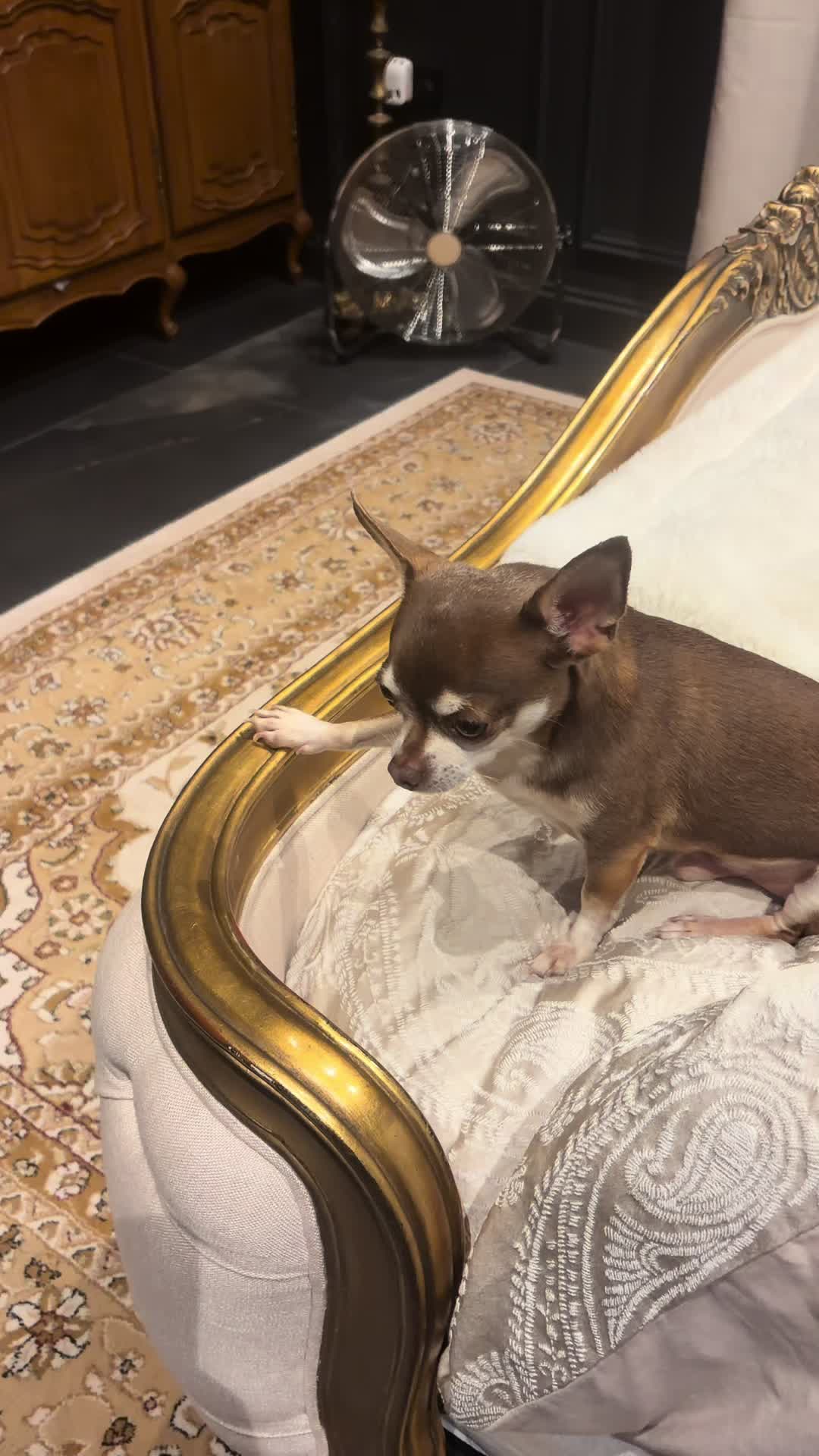 @Suffolk Chihuahuas