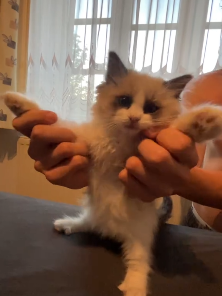 @Cute Ragdolls