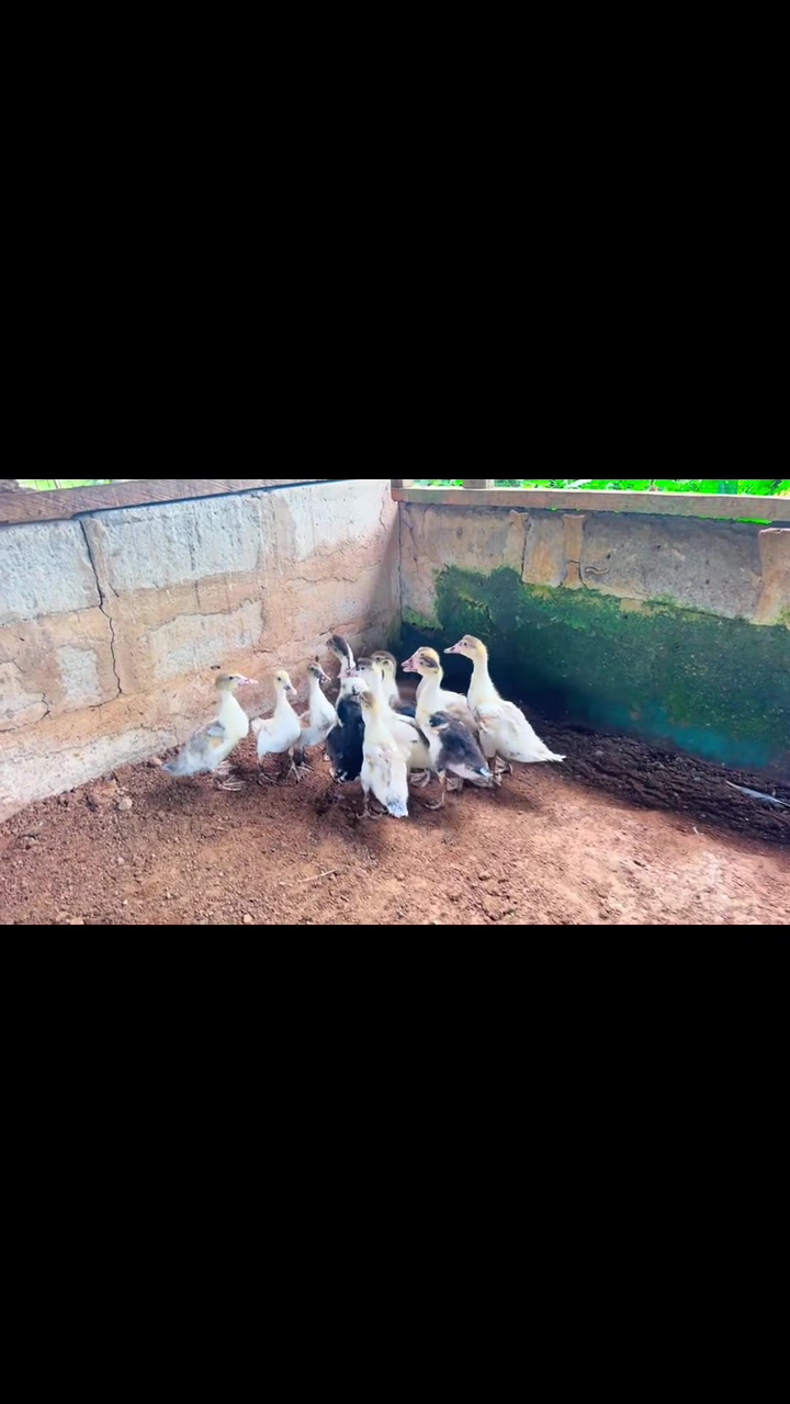 @STDFarms Ghana