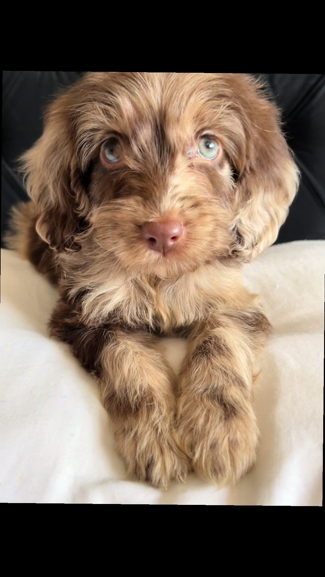 @pennythesprockerpoo