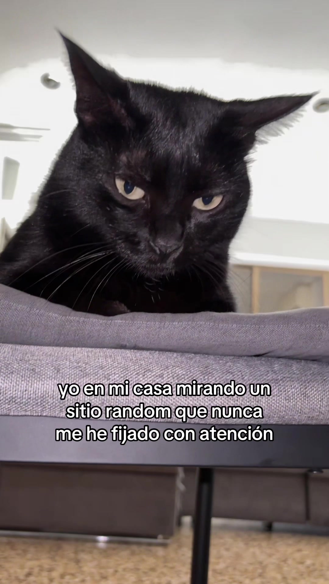 @BlackCatsMatter