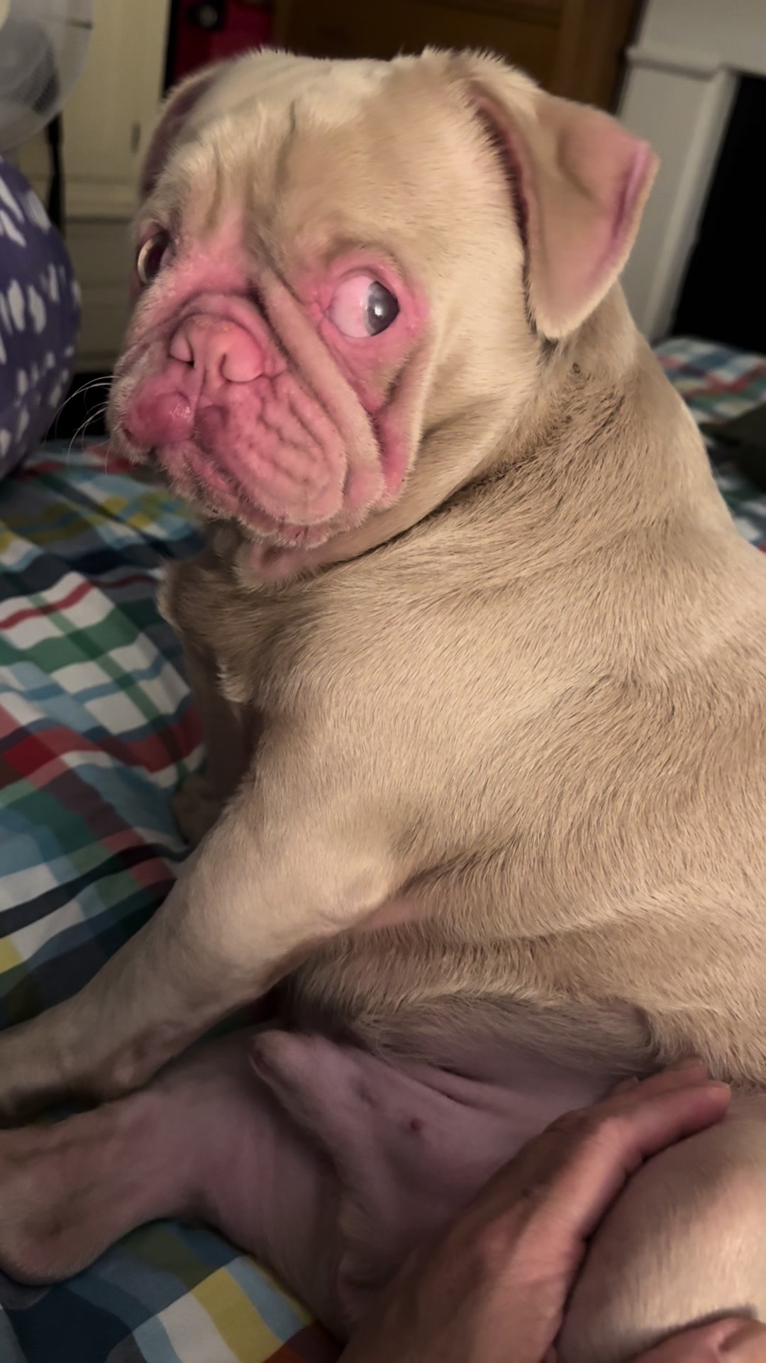 @pinkpugrufus