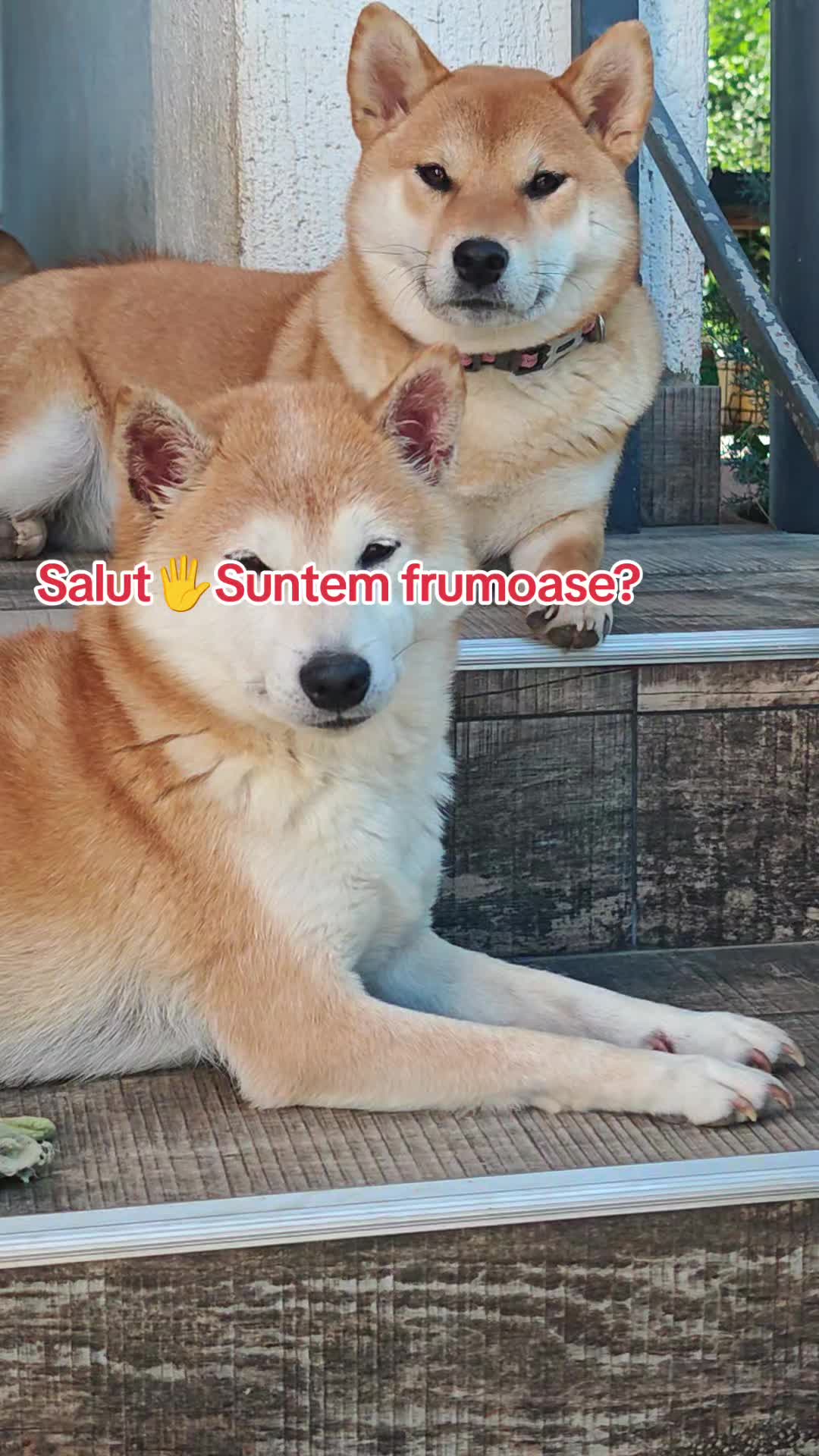 @Spirit of Asia Kennel