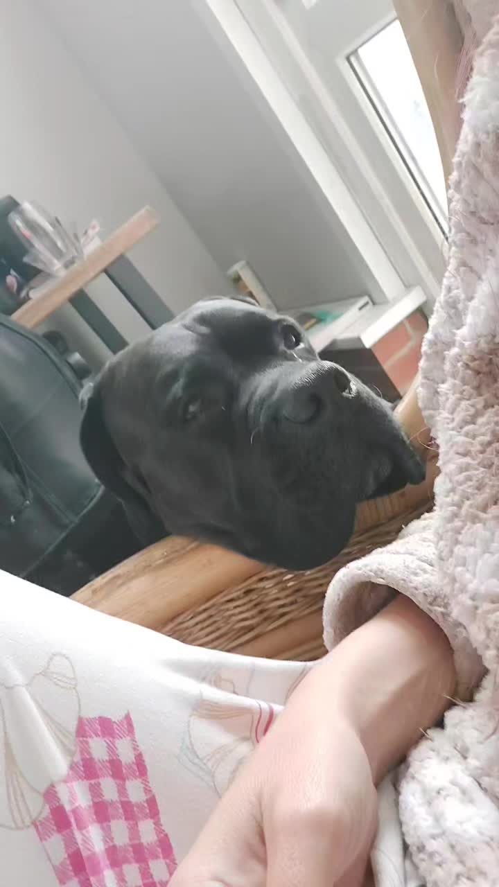 @Canecorspuppy