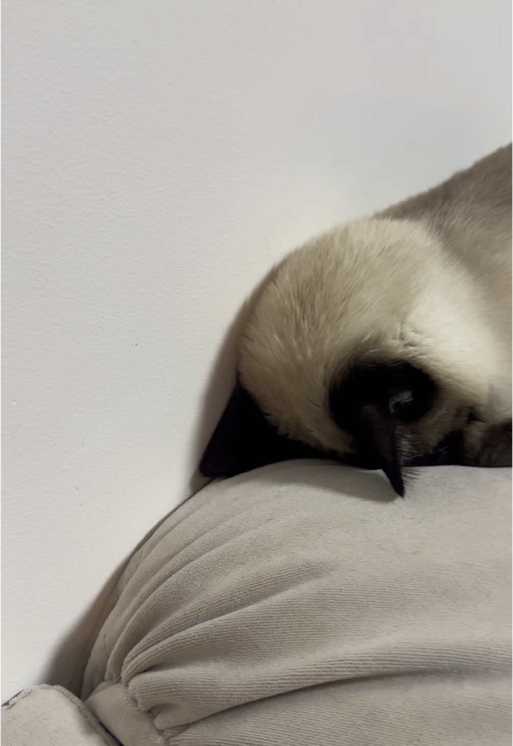 @Blueberry Eyes Cat