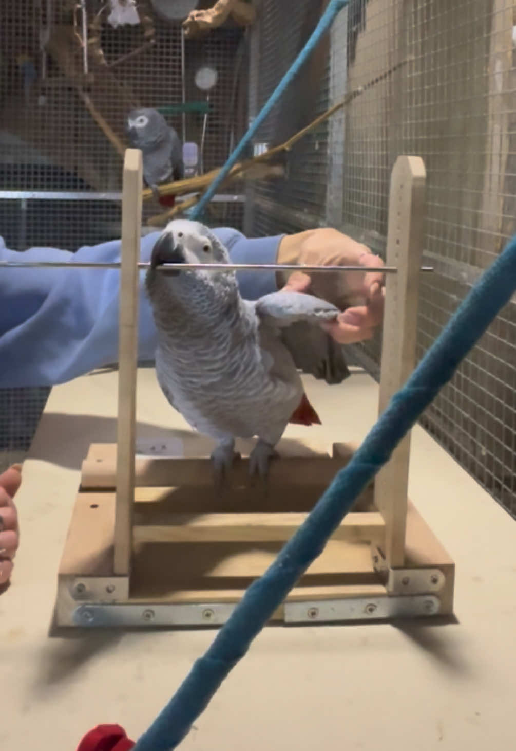 @(C&eacute;lia)BeHappyWithParrots🦜