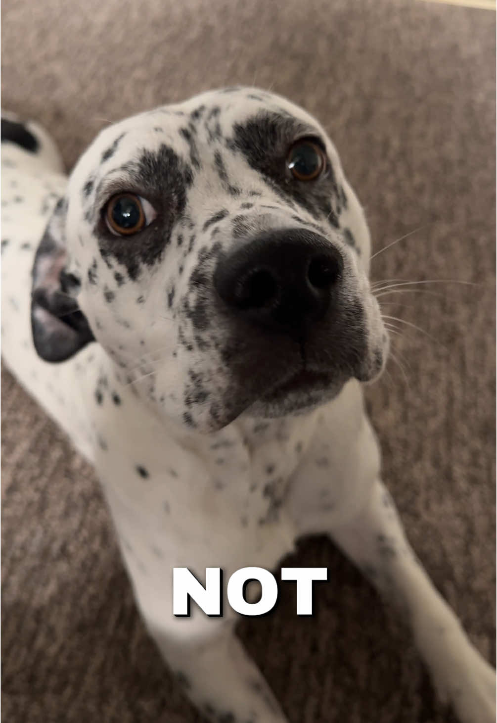 @spottybonnie