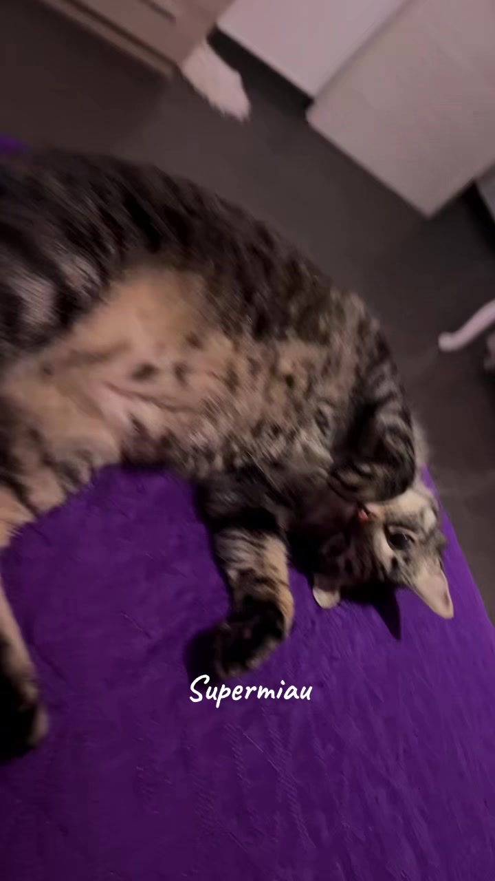 @🐾 𝒦𝒶t 🐾