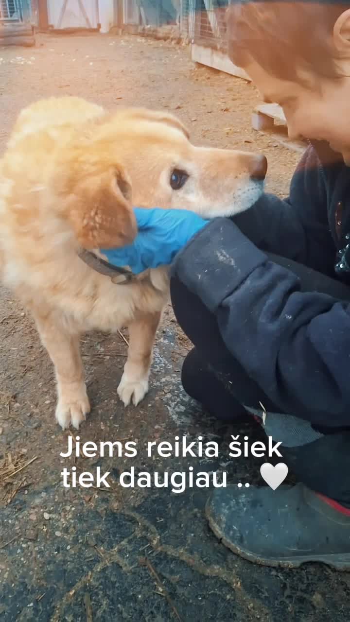 @Keturkojo Viltis