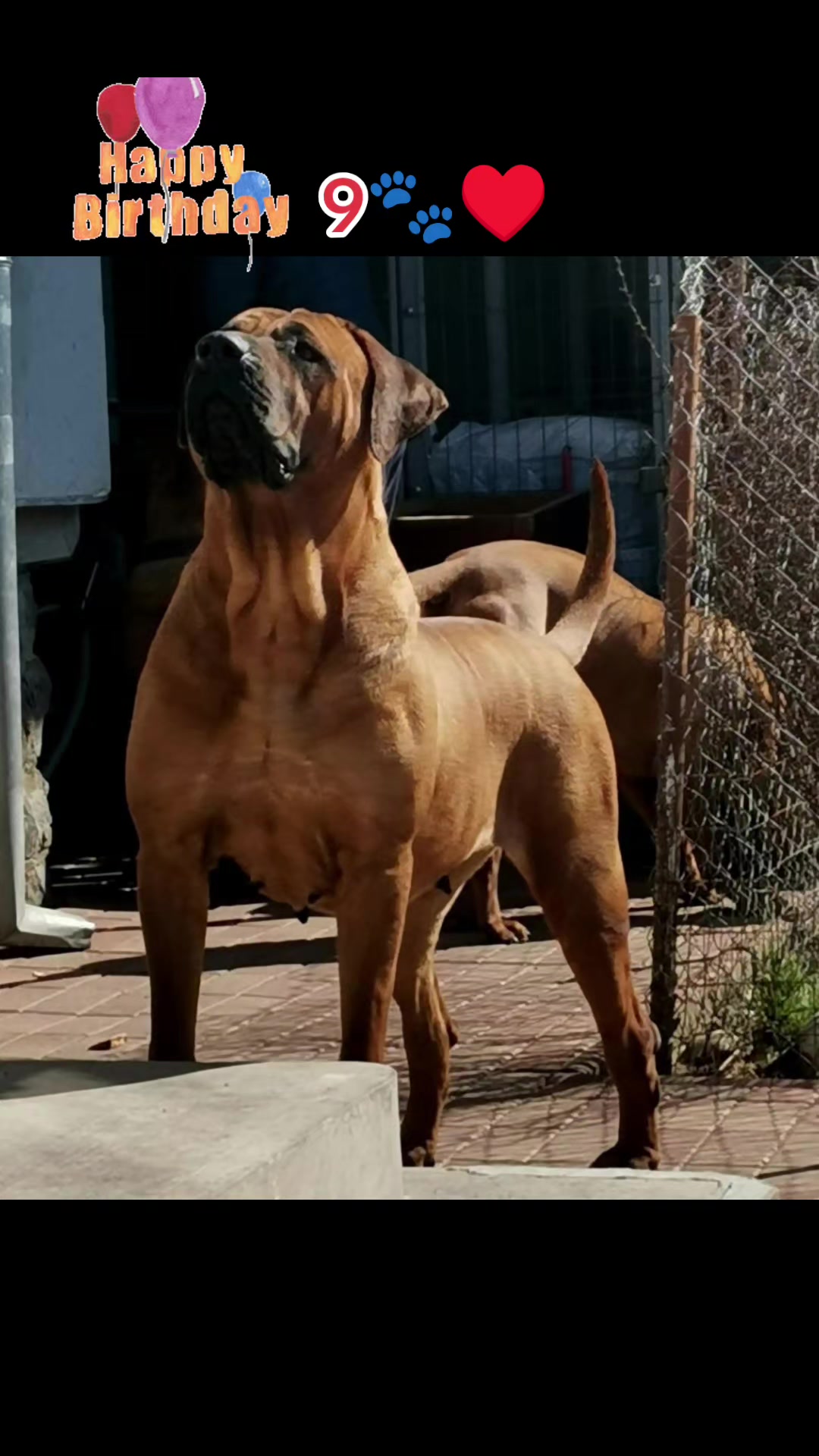 @Spirit of Asia Kennel