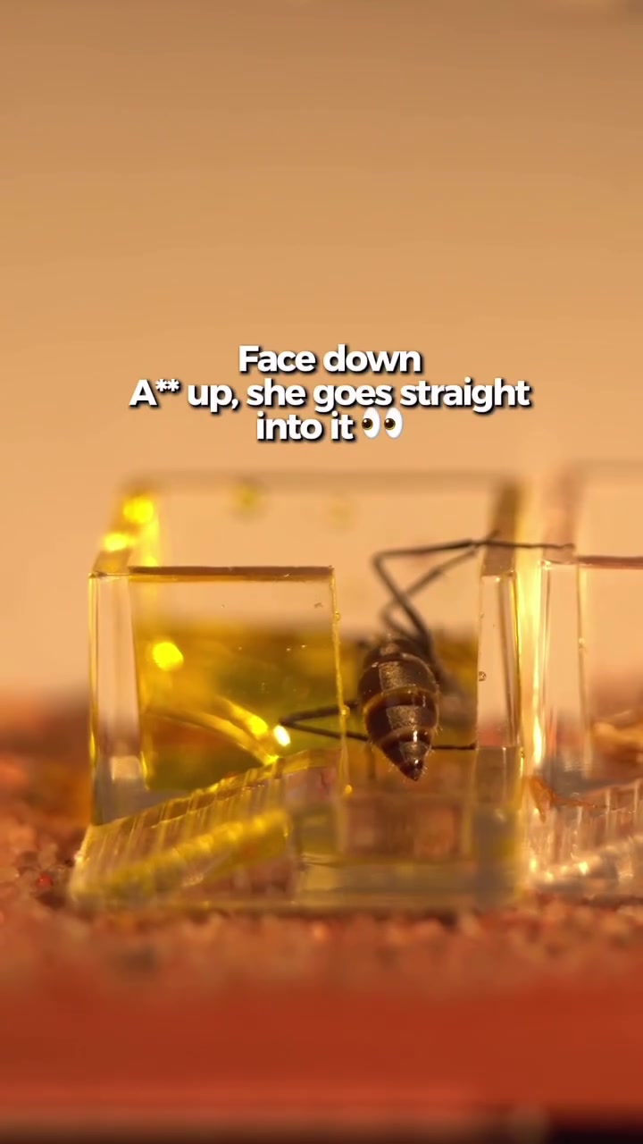 @antshq