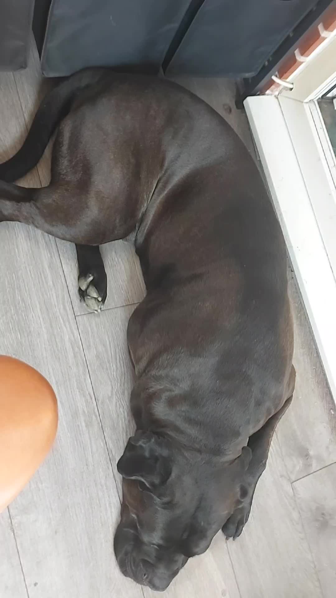 @Canecorspuppy