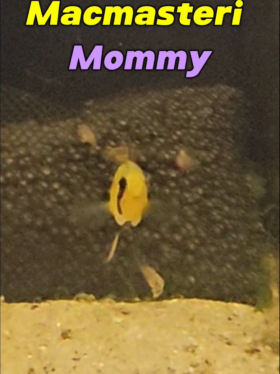 @GBee Shrimp & Aquatics