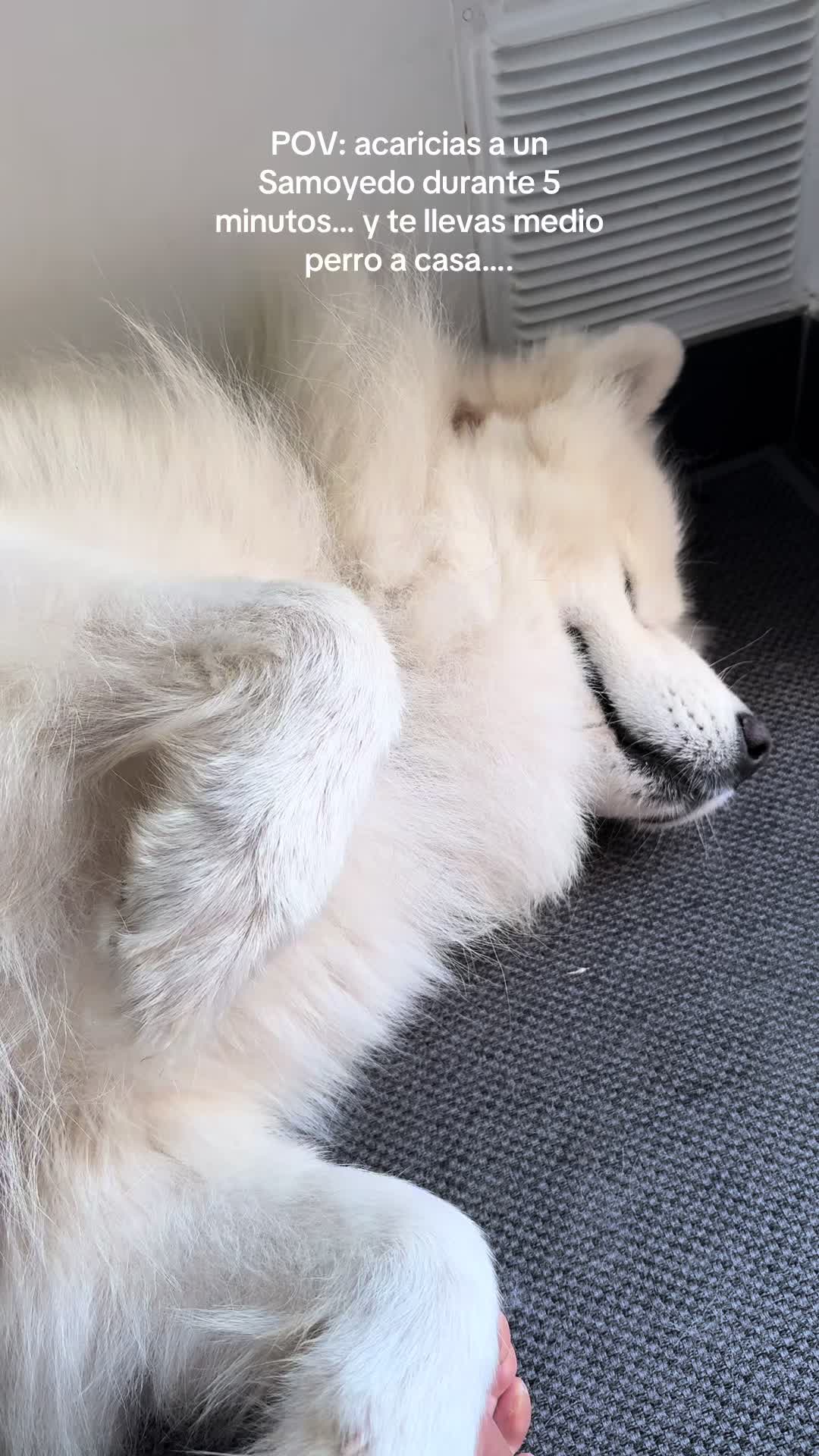 @Milo_theSamoyed