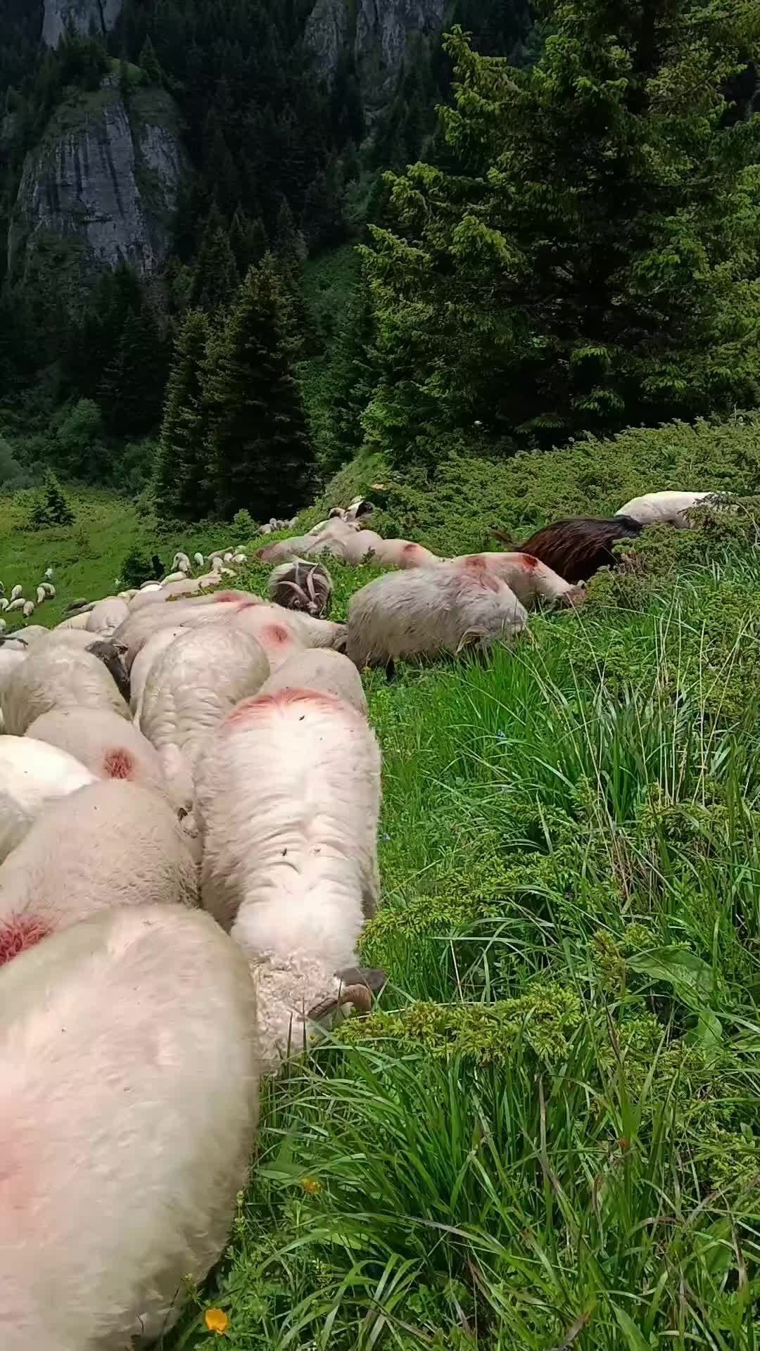 @Jidanu 🌲🐕🐑🌲❤️