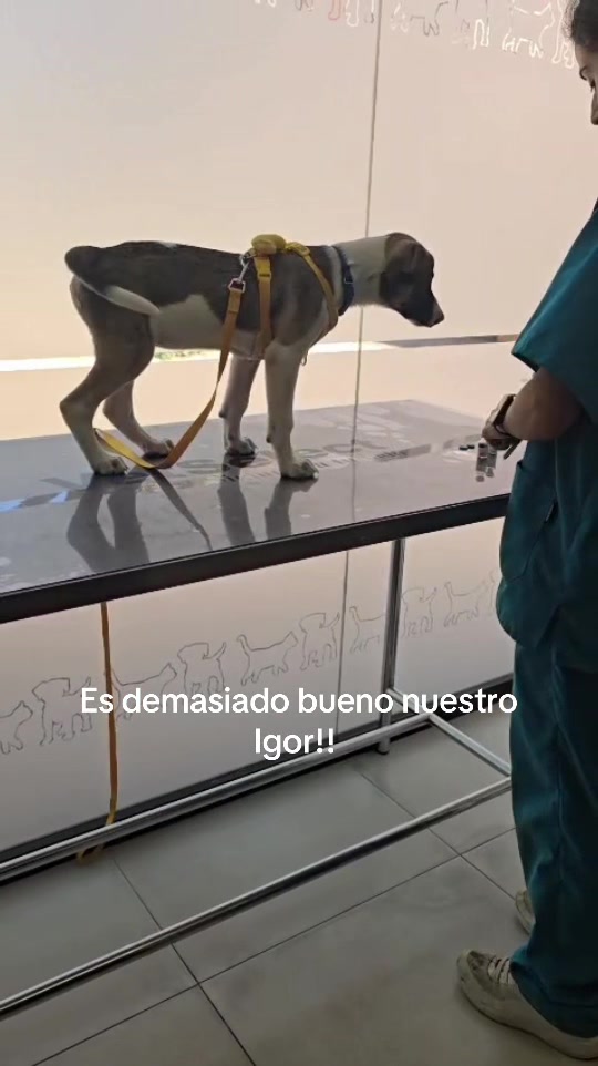 @aguiproan_protectora