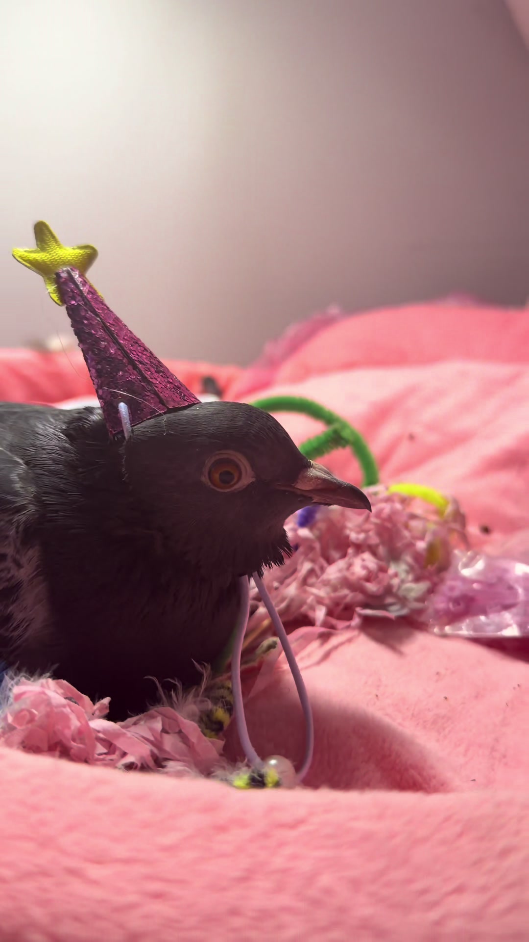@Nekobutts 🐦