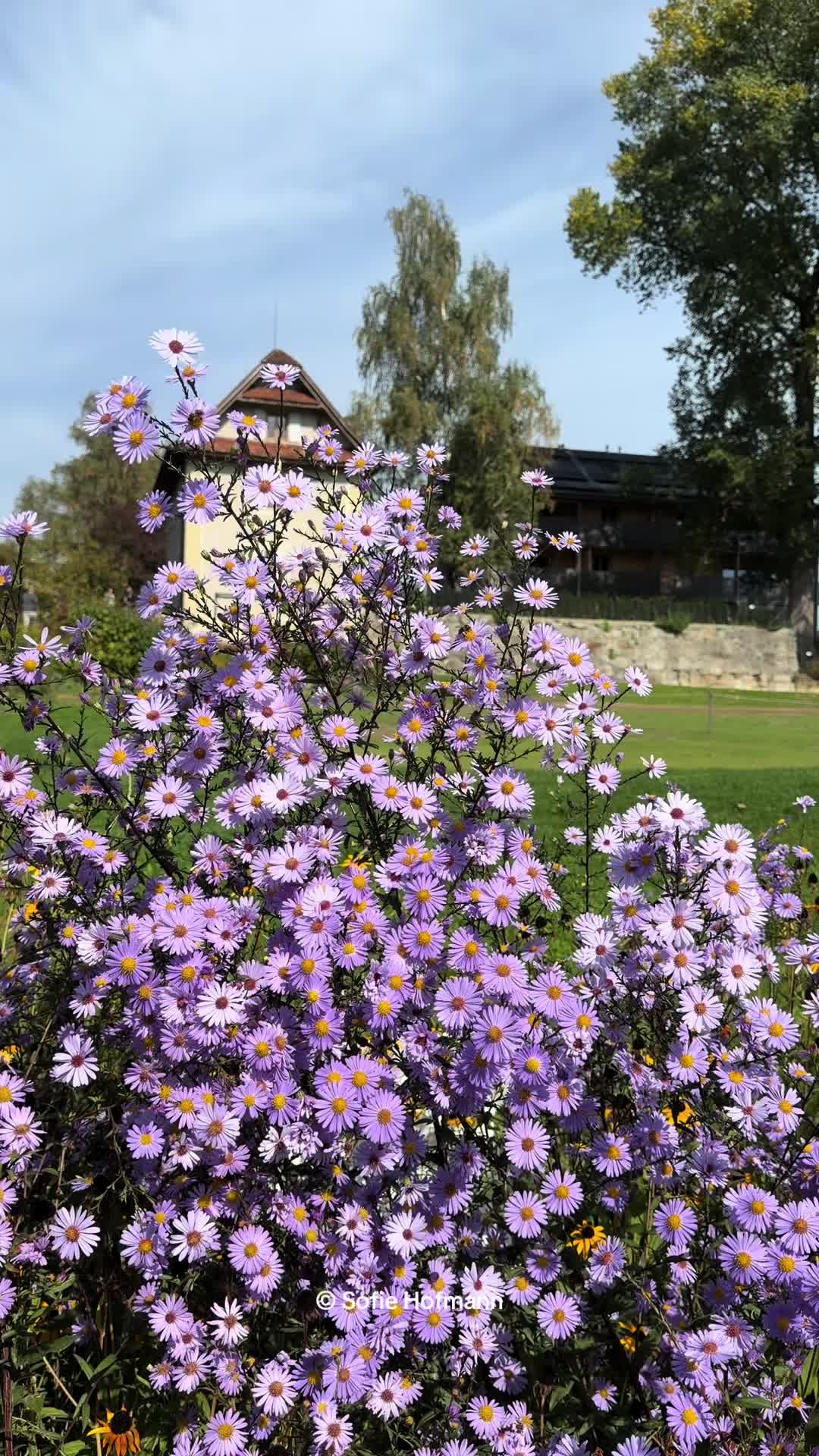 @SofieHofmann.com
