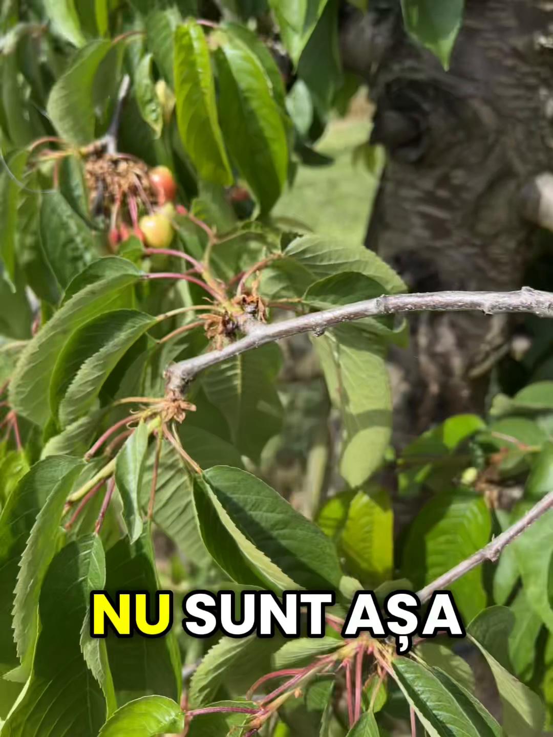 @PuȘcAș 💣💚